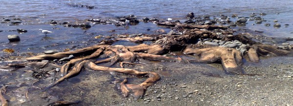 Titahi Bay Fossil Forrest